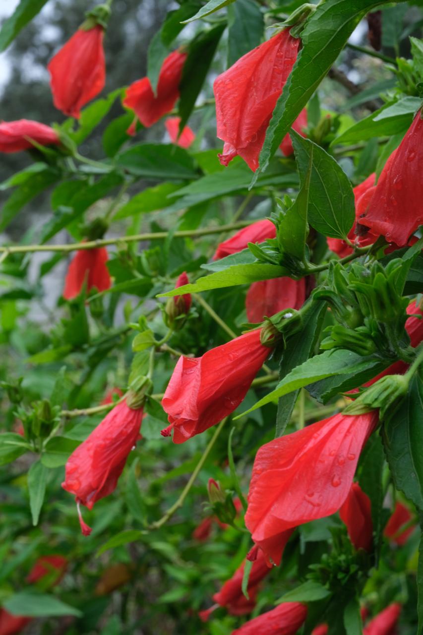 Resort near Bangalore with farm experience