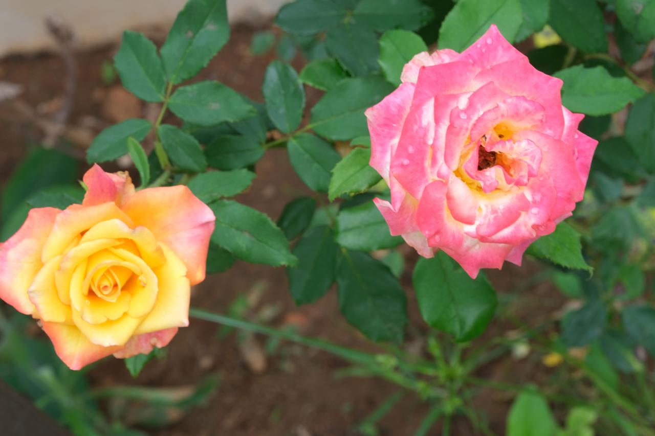 Resort near Bangalore with farm experience