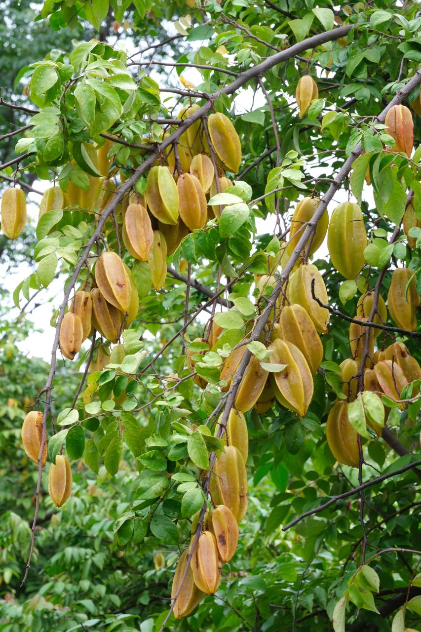 Resort near Bangalore with farm experience