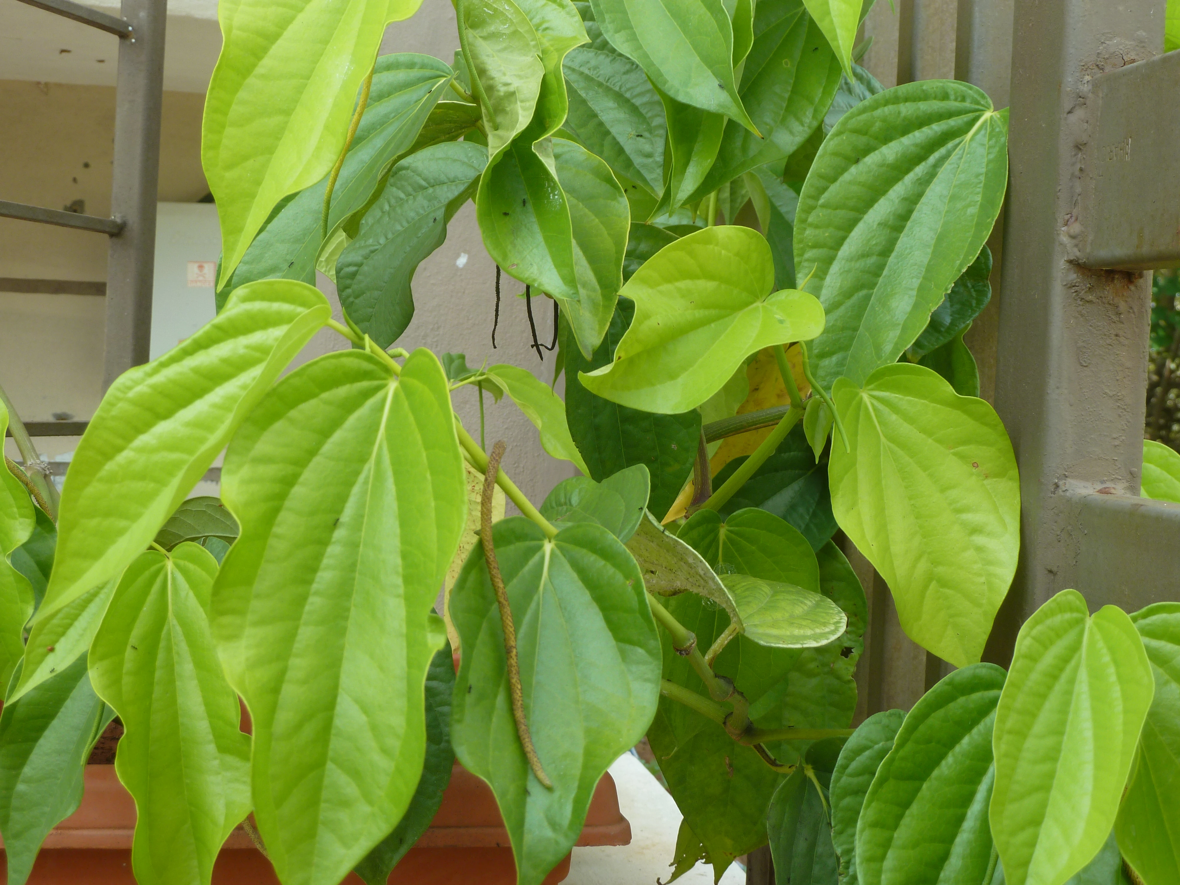 Farm Stay Near Bangalore and Hosur