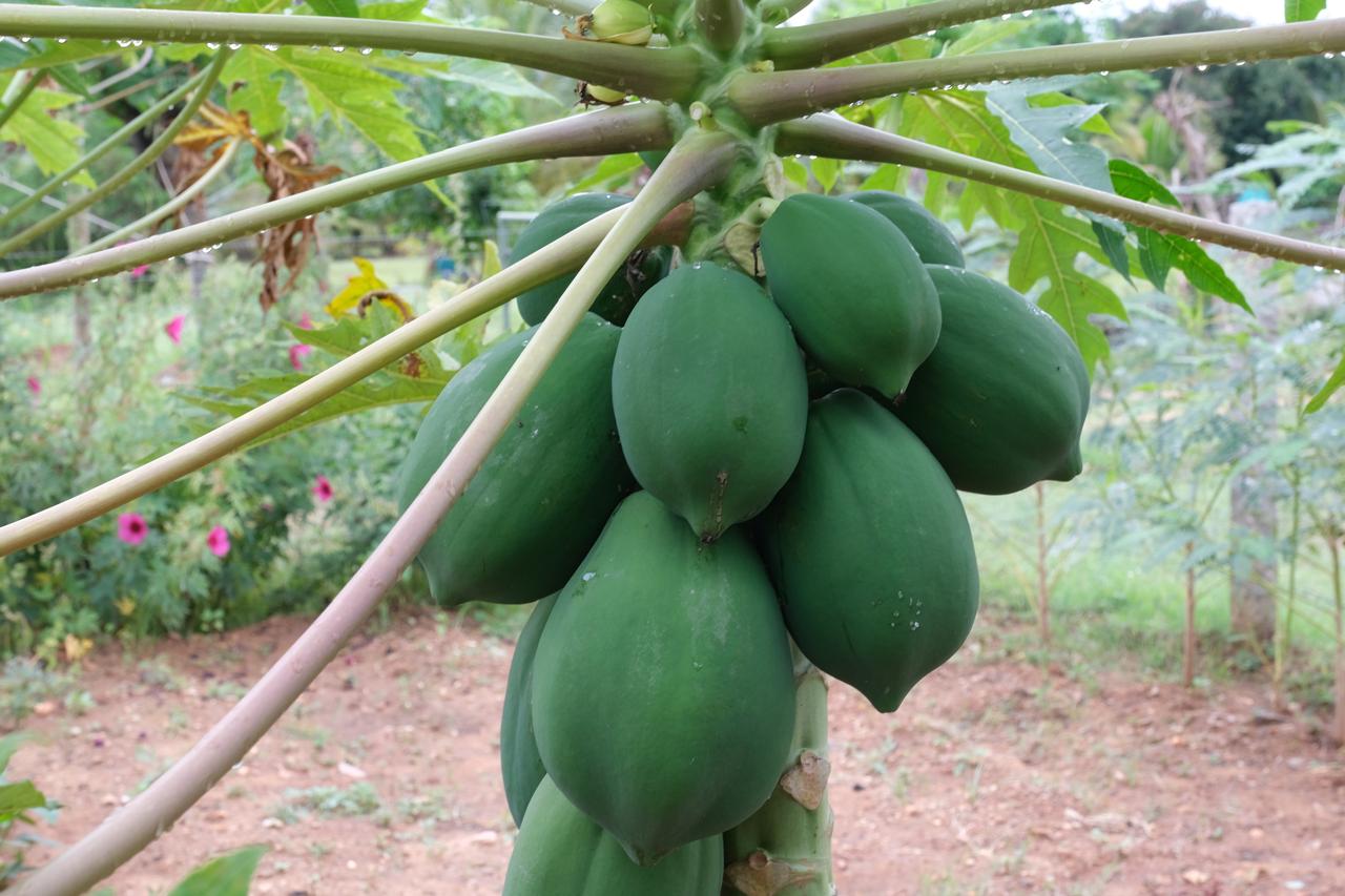 Farm Stay Near Bangalore and Hosur