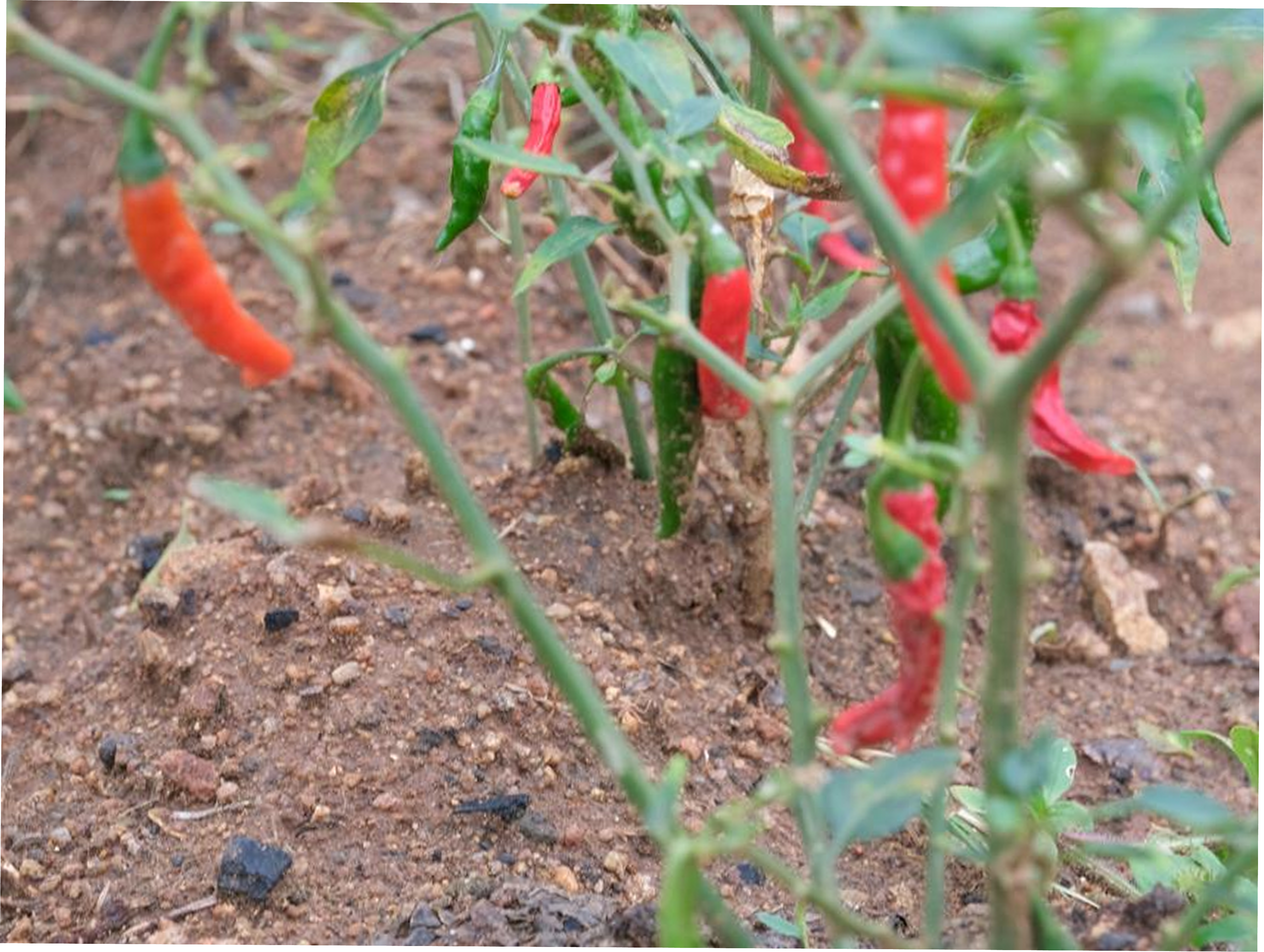 Farm Stay Near Bangalore and Hosur